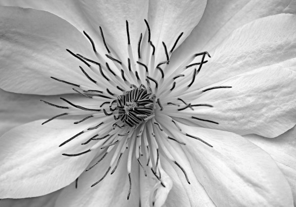 Clematis White by Deb Oppermann
